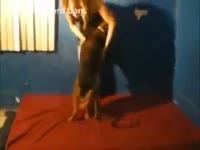 [ Beastiality XXX and Animal Sex ] Dutch floozy adores fucking with her dog